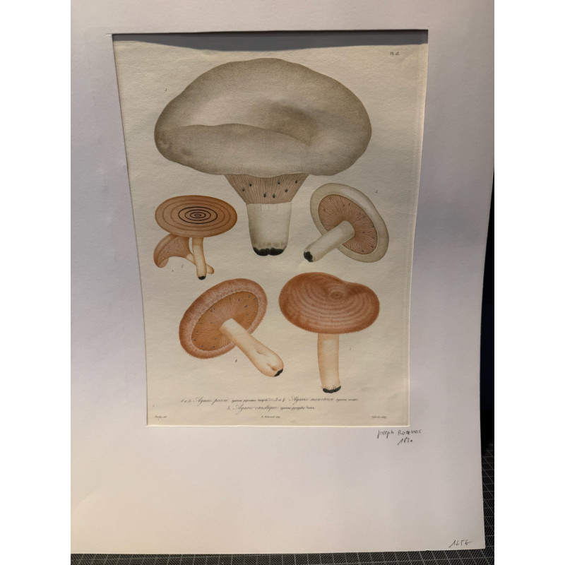 Aperçu du produit: Roques , champignons, 1830.