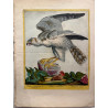 Faucon blanc, Falco Albanella, Madalena Bouchard, 1775.