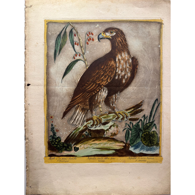 Aperçu du produit: Aigle à queue blanche d'Amérique, Aquila Cauda  alba Americana, Madalena Bouchard, 1775.