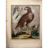 Aigle à queue blanche d'Amérique, Aquila Cauda  alba Americana, Madalena Bouchard, 1775.