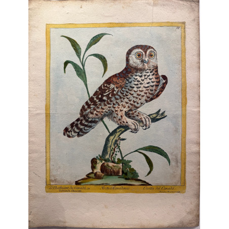 Le chahuant du  Canada, ou la grande chouette, Noctua Canadensis, Madalena Bouchard, 1775.