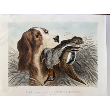 Epagneul(d'Ecosse) et sarcelle d'hiver, Albert Adam, 1876.