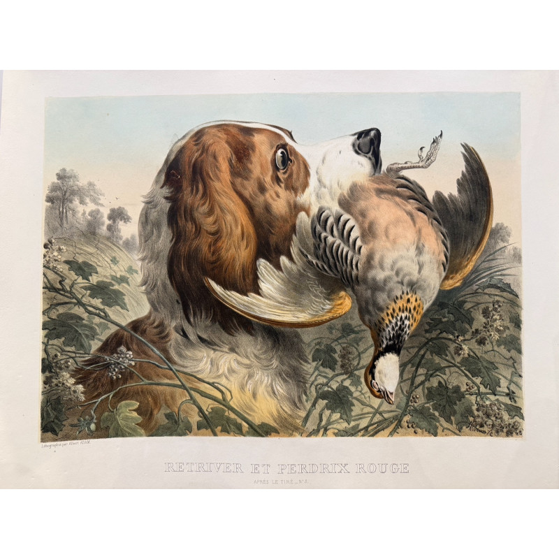 Aperçu du produit: Retriever et perdrix rouge, Albert Adam, 1876.