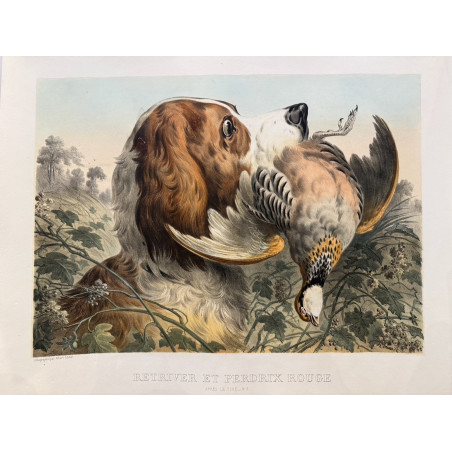 Retriever et perdrix rouge, Albert Adam, 1876.