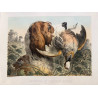 Retriever et perdrix rouge, Albert Adam, 1876.