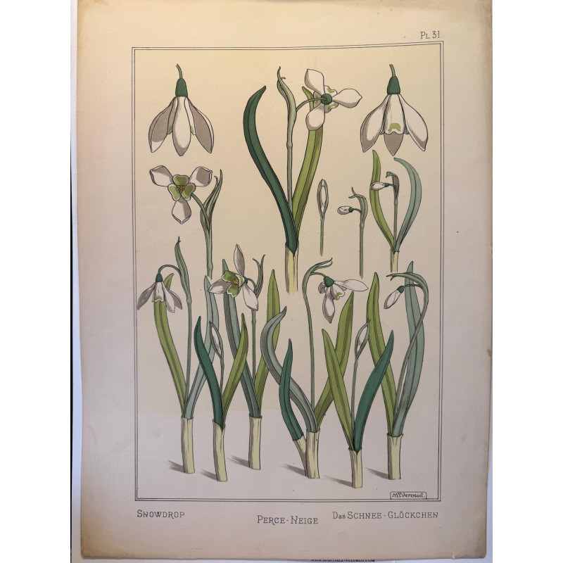 Aperçu du produit: Perce neige, Snowdrop, Pilar Verneuil, 1896.