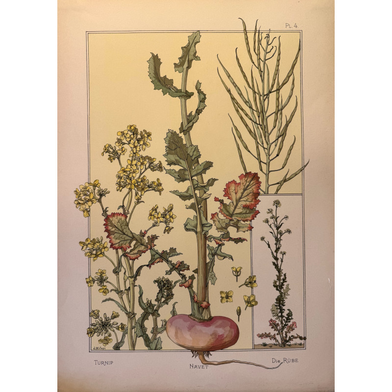 Aperçu du produit: Navet, la plante et ses applications ornementales parue en 1896, Eugéne Grasset.