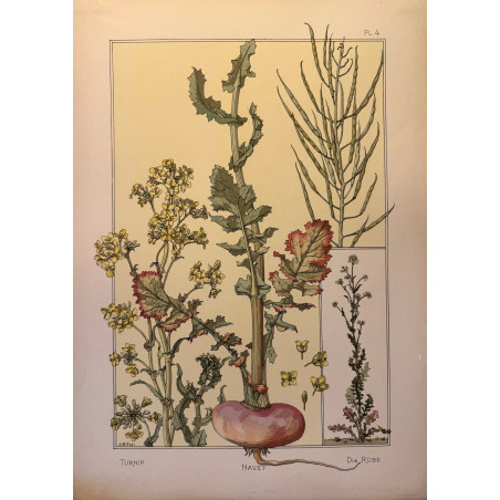 Navet, la plante et ses applications ornementales parue en 1896, Eugéne Grasset.