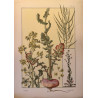 Navet, la plante et ses applications ornementales parue en 1896, Eugéne Grasset.