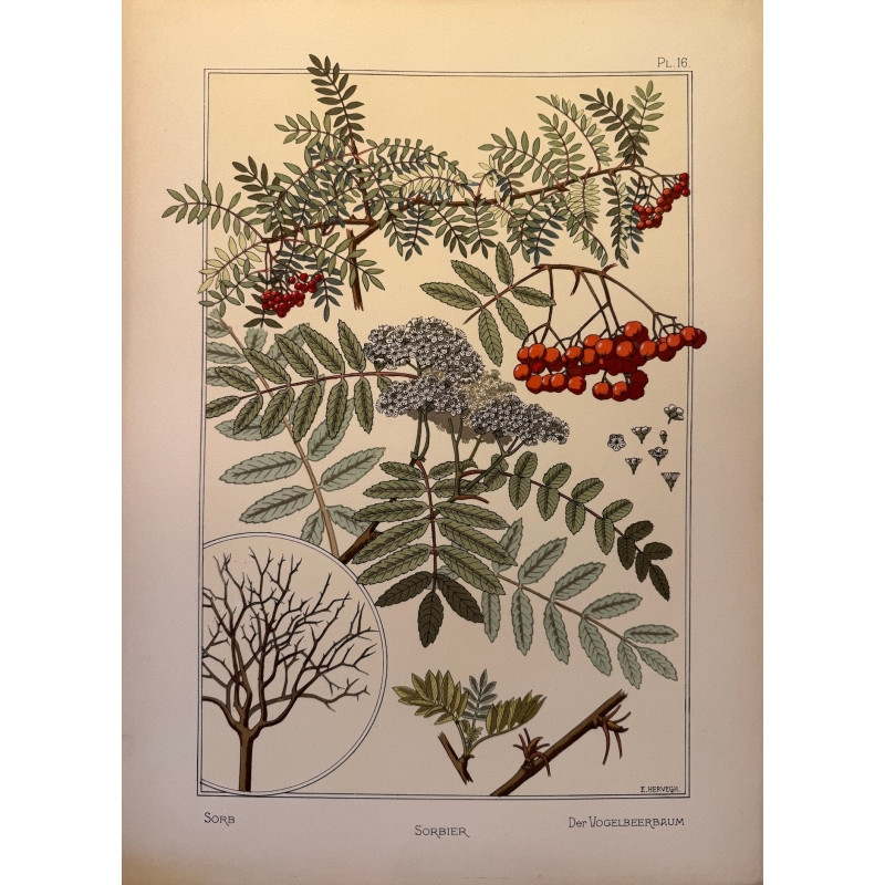 Aperçu du produit: Sorbier, la plante et ses applications ornementales parue en 1896, Eugéne Grasset.