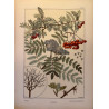 Sorbier, la plante et ses applications ornementales parue en 1896, Eugéne Grasset.