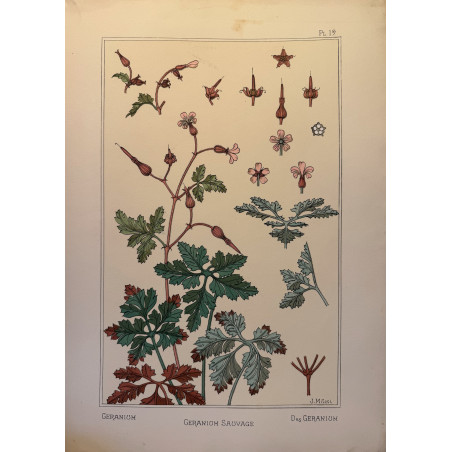 Géranium sauvage, la plante et ses applications ornementales parue en 1896, Eugéne Grasset.