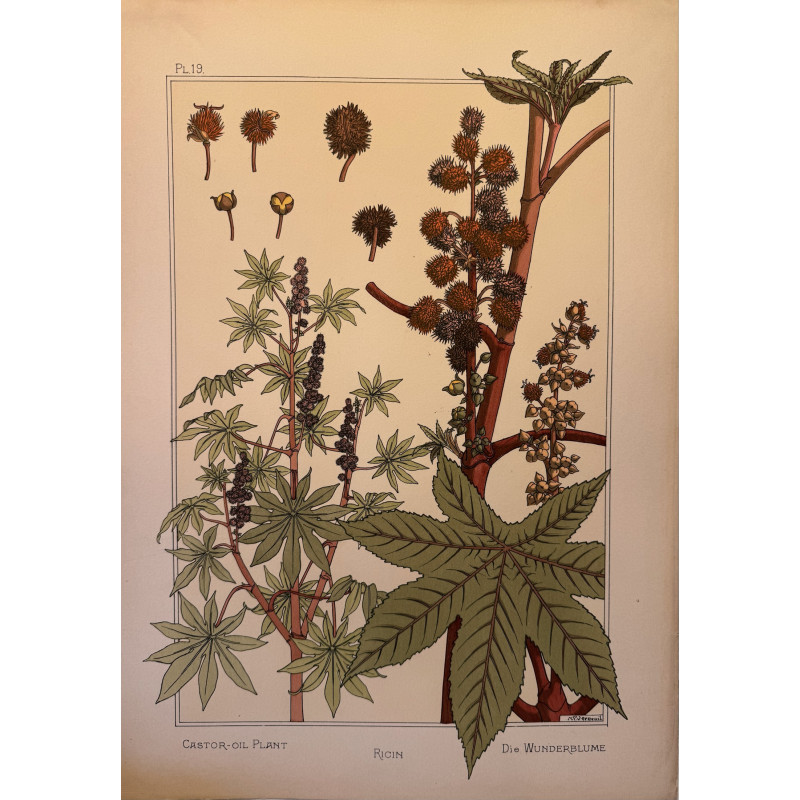 Aperçu du produit: Ricin, la plante et ses applications ornementales parue en 1896, Eugéne Grasset.