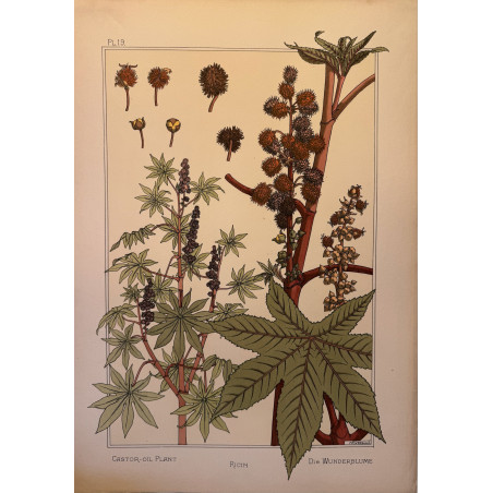 Ricin, la plante et ses applications ornementales parue en 1896, Eugéne Grasset.