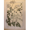 Persil, la plante et ses applications ornementales parue en 1896, Eugéne Grasset.