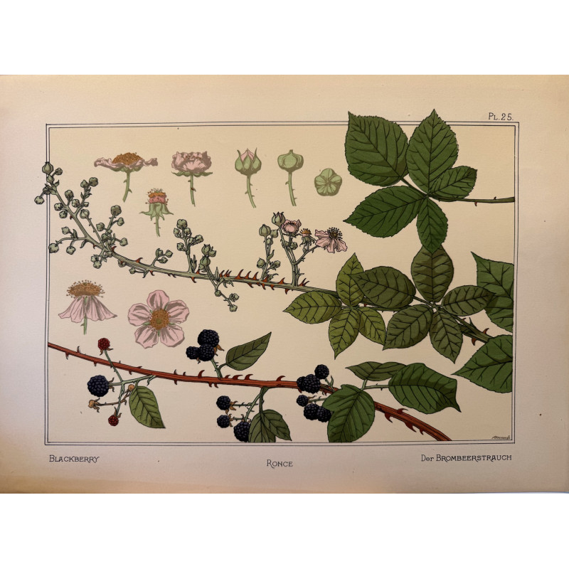 Aperçu du produit: Ronce, la plante et ses applications ornementales parue en 1896, Eugéne Grasset.