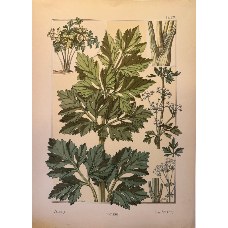 Aperçu du produit: Céleri, la plante et ses applications ornementales parue en 1896, Eugéne Grasset.