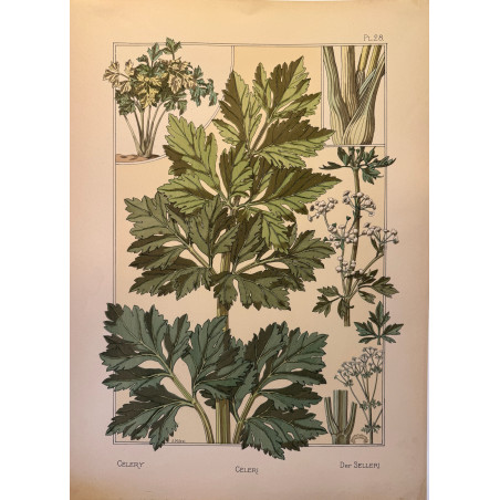 Céleri, la plante et ses applications ornementales parue en 1896, Eugéne Grasset.