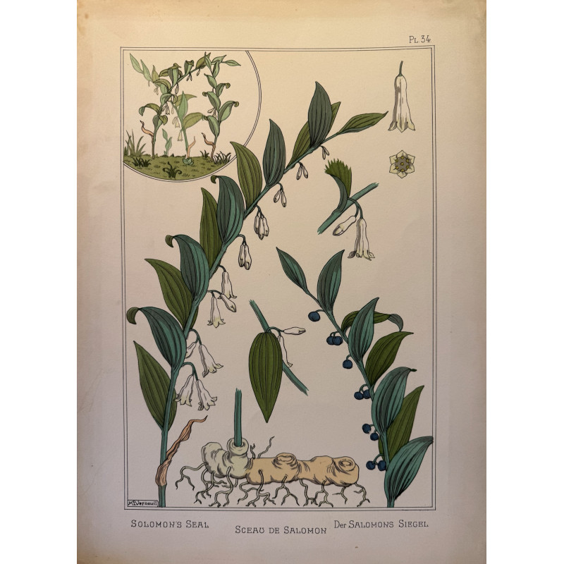 Aperçu du produit: Sceau de Salomon, la plante et ses applications ornementales parue en 1896, Eugéne Grasset.