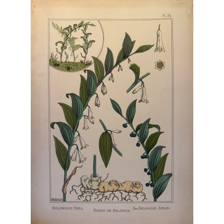 Sceau de Salomon, la plante et ses applications ornementales parue en 1896, Eugéne Grasset.