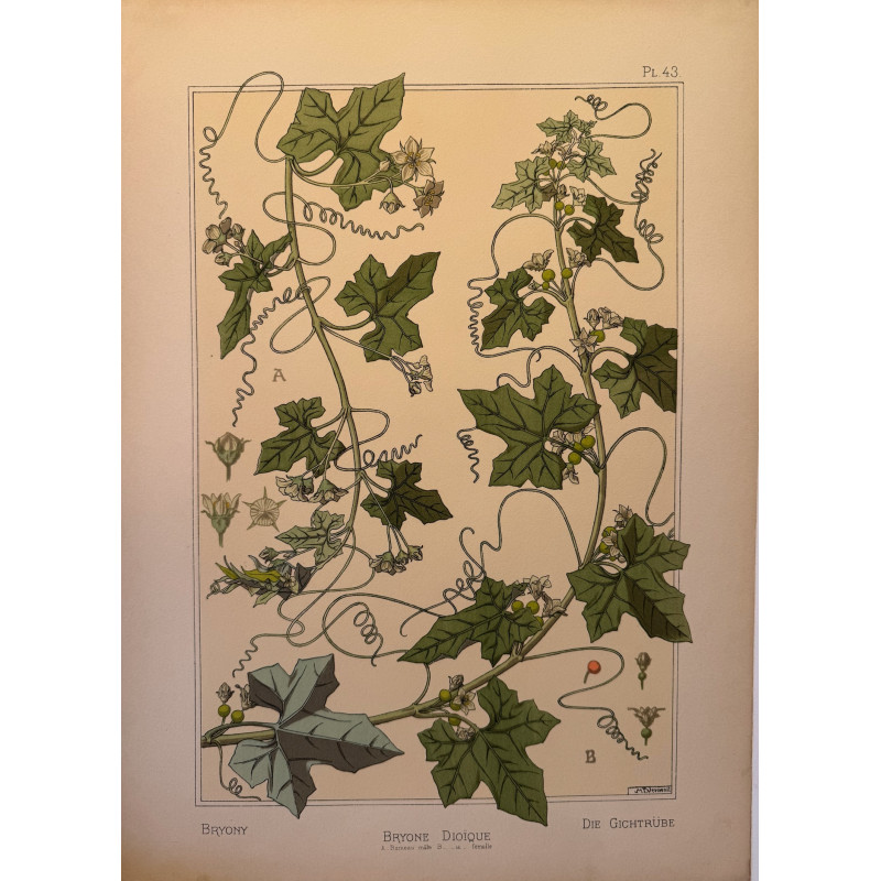 Aperçu du produit: Bryone Dioïque, la plante et ses applications ornementales parue en 1896, Eugéne Grasset.