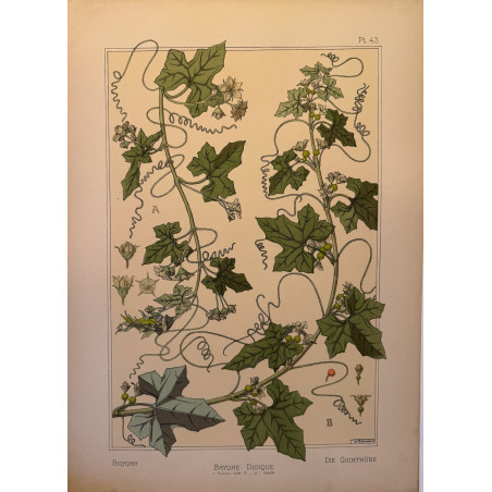 Bryone Dioïque, la plante et ses applications ornementales parue en 1896, Eugéne Grasset.