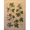 Bryone Dioïque, la plante et ses applications ornementales parue en 1896, Eugéne Grasset.