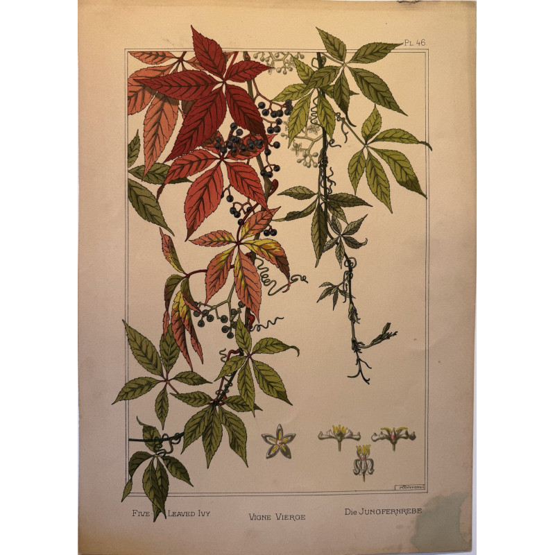 Aperçu du produit: Vigne vierge, la plante et ses applications ornementales parue en 1896, Eugéne Grasset.