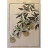 Imao Keinen 1845, 1924, Keinen Gafu (Oiseaux et fleurs)