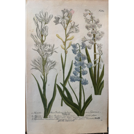 Johann Weinmann,  florilegium Phytanthoza iconographia, 1735-1745, Pl 584.