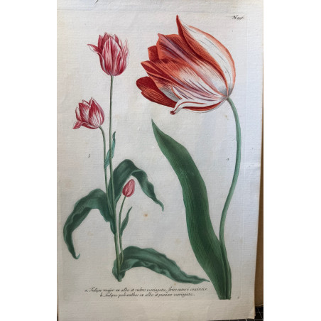 Johann Weinmann,  florilegium Phytanthoza iconographia, 1735-1745, Pl 996.