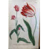 Johann Weinmann,  florilegium Phytanthoza iconographia, 1735-1745, Pl 996.