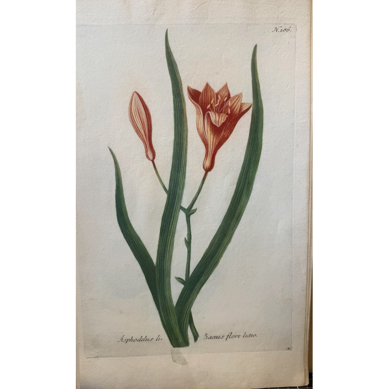 Aperçu du produit: Johann Weinmann,  florilegium Phytanthoza iconographia, 1735-1745, Pl 186.