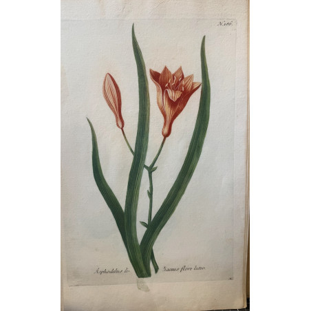 Johann Weinmann,  florilegium Phytanthoza iconographia, 1735-1745, Pl 186.