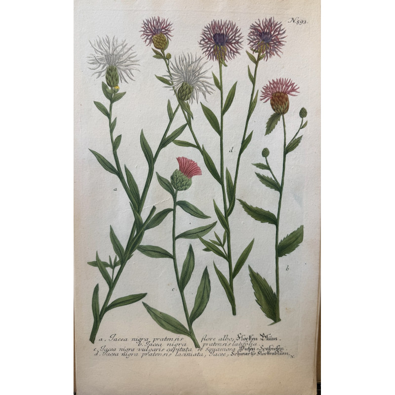 Aperçu du produit: Johann Weinmann,  florilegium Phytanthoza iconographia, 1735-1745, Pl 593.