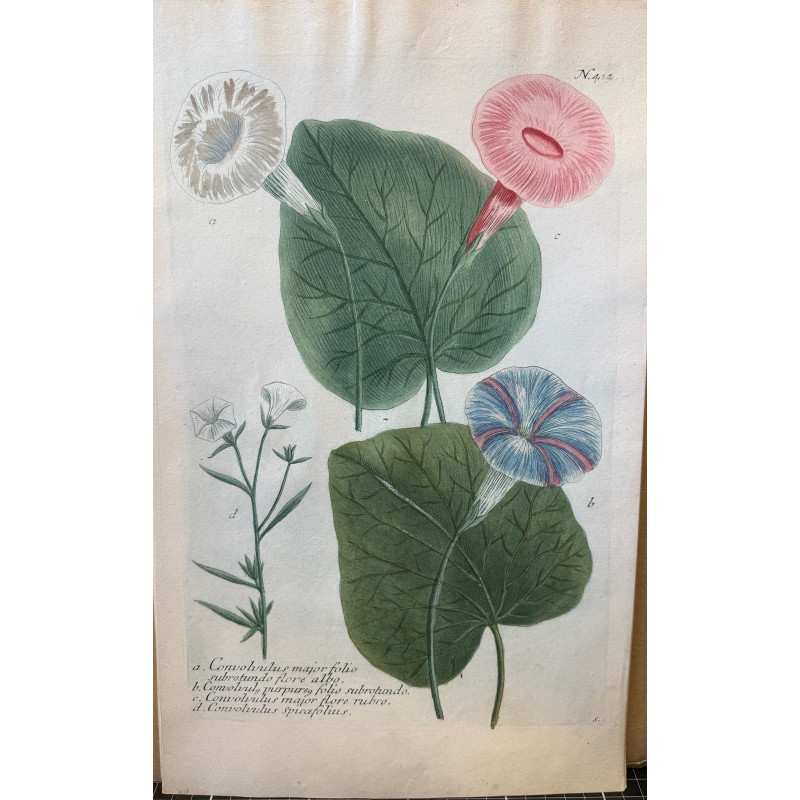 Aperçu du produit: Johann Weinmann,  florilegium Phytanthoza iconographia, 1735-1745, Pl 414.