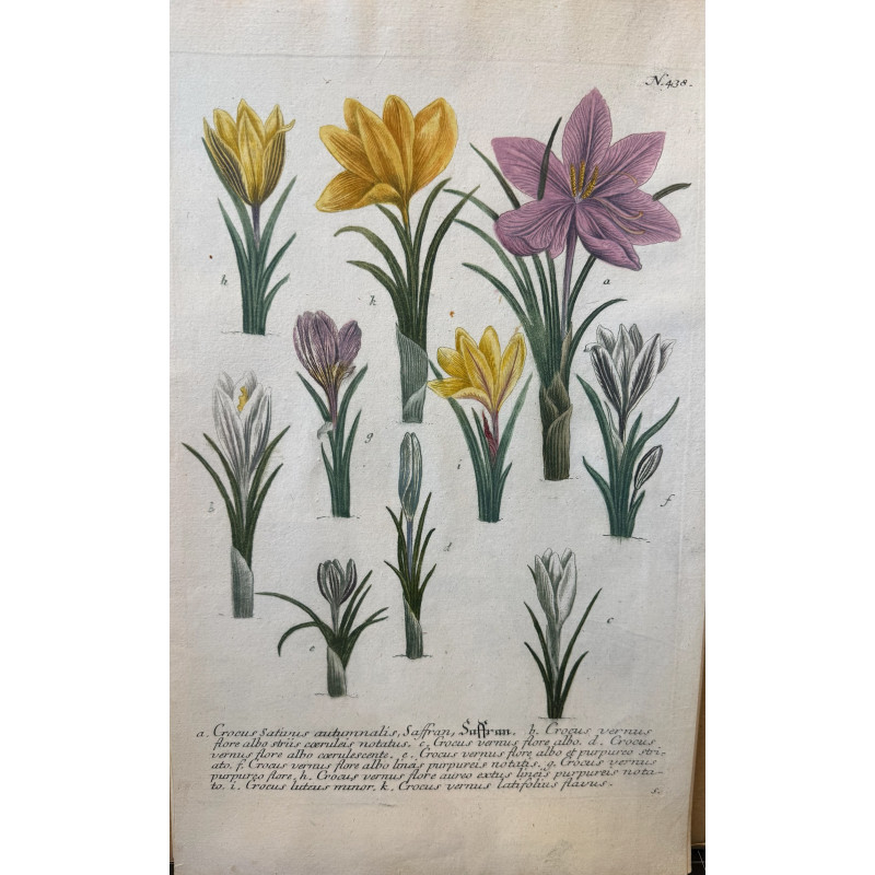Aperçu du produit: Johann Weinmann,  florilegium Phytanthoza iconographia, 1735-1745, Pl 438.