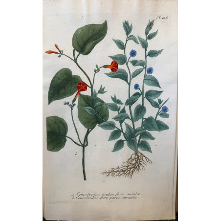 Johann Weinmann,  florilegium Phytanthoza iconographia, 1735-1745, Pl 418.