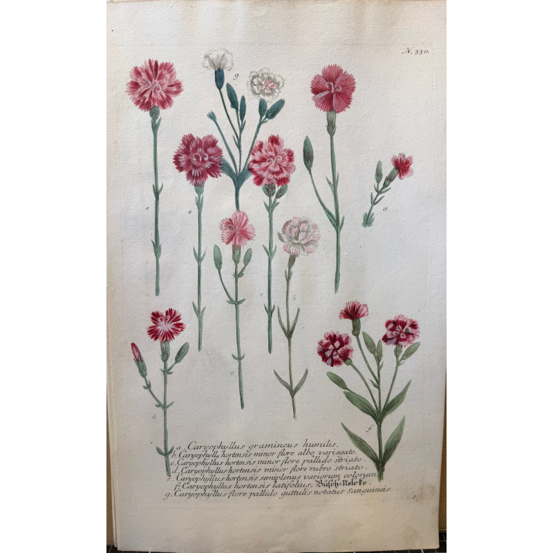 Aperçu du produit: Johann Weinmann,  florilegium Phytanthoza iconographia, 1735-1745, Pl 330.