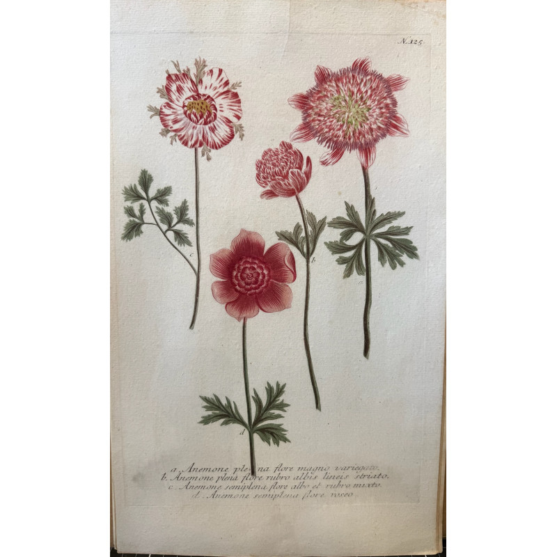 Aperçu du produit: c Johann Weinmann,  florilegium Phytanthoza iconographia, 1735-1745, Pl 125.