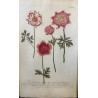 c Johann Weinmann,  florilegium Phytanthoza iconographia, 1735-1745, Pl 125.