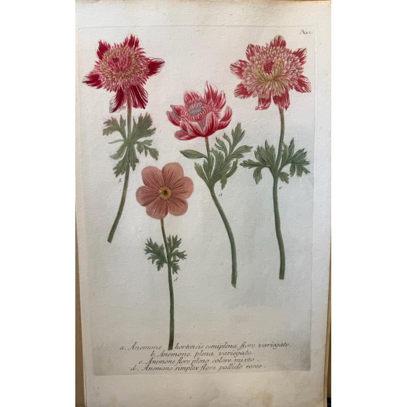 Aperçu du produit: Johann Weinmann,  florilegium Phytanthoza iconographia, 1735-1745, Pl 121