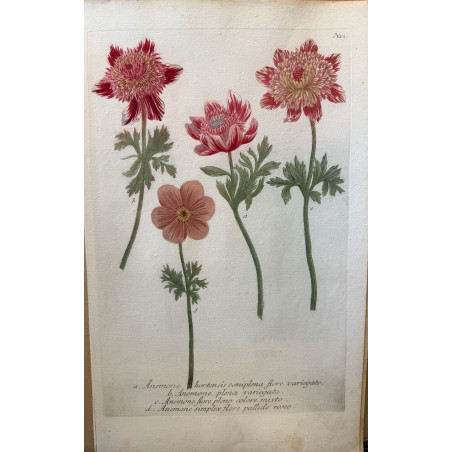 Johann Weinmann,  florilegium Phytanthoza iconographia, 1735-1745, Pl 121