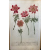 Johann Weinmann,  florilegium Phytanthoza iconographia, 1735-1745, Pl 121