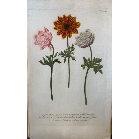 Johann Weinmann,  florilegium Phytanthoza iconographia, 1735-1745, Pl 124