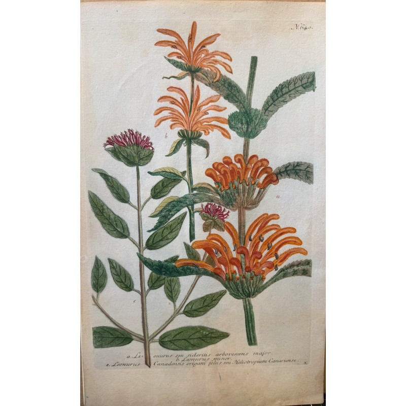 Aperçu du produit: Johann Weinmann,  florilegium Phytanthoza iconographia, 1735-1745, Pl 640