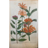 Johann Weinmann,  florilegium Phytanthoza iconographia, 1735-1745, Pl 640