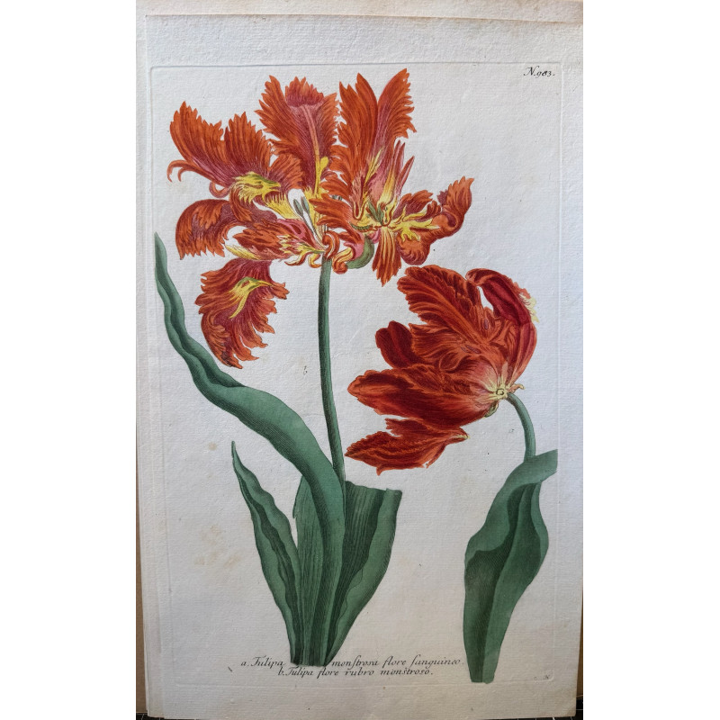 Aperçu du produit: Johann Weinmann,  florilegium Phytanthoza iconographia, 1735-1745, Pl 983.