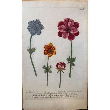 Johann Weinmann,  florilegium Phytanthoza iconographia, 1735-1745, Pl 126.