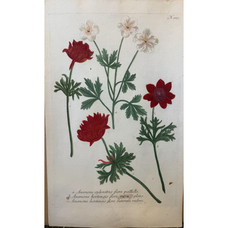 Johann Weinmann,  florilegium Phytanthoza iconographia, 1735-1745, Pl 119.